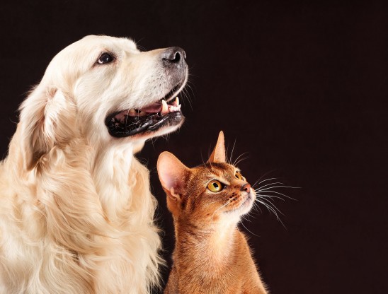 how-can-children-be-friends-with-pets-dog-or-cat.jpg